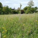 Prairie écologique Domaine de Sous-Cor à Eysins